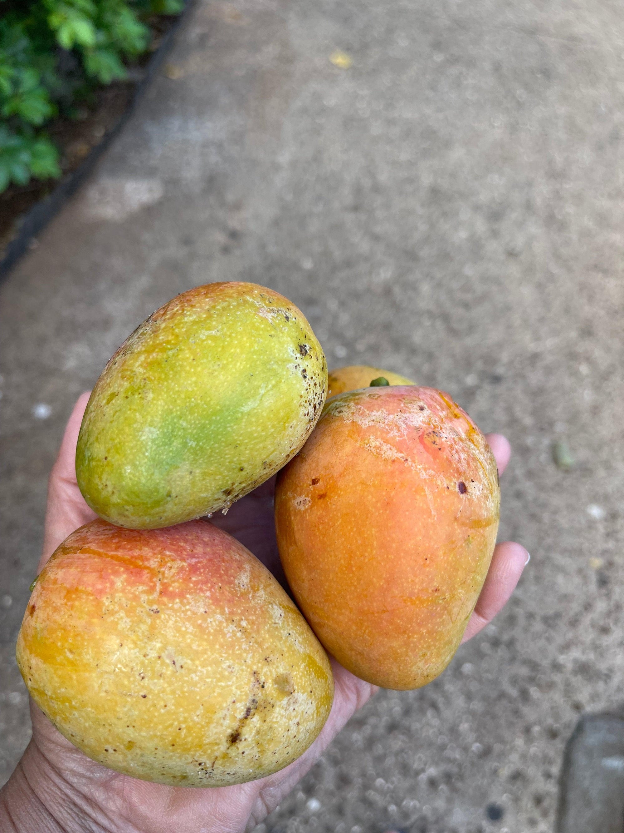 Mango Trees and Chutney